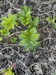 Acanthus mollis