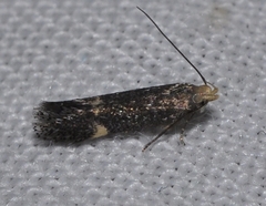 Aproaerema anthyllidella