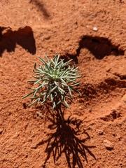 Ipomopsis longiflora