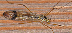 Nephrotoma appendiculata
