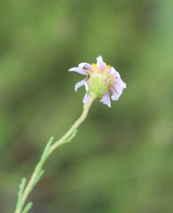 Felicia muricata