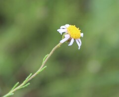 Felicia muricata