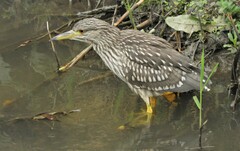 Nycticorax nycticorax nycticorax