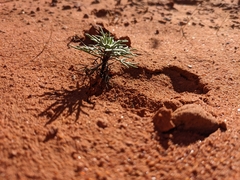Ipomopsis longiflora