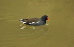 Gallinula chloropus chloropus