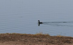 Tachybaptus ruficollis
