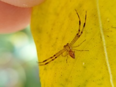 Thomisidae