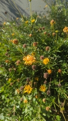 Senecio inaequidens