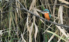 Alcedo atthis ispida
