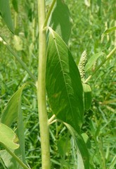 Sphenoclea zeylanica