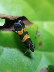 Lepidoptera