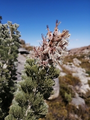 Paranomus tomentosus