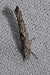 Zelleria oleastrella
