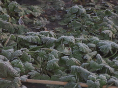 Ranunculus sceleratus