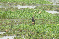 Anhinga melanogaster