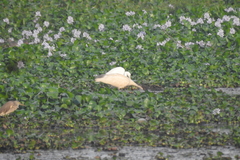 Threskiornis melanocephalus