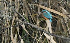 Alcedo atthis ispida