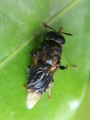Stratiomys constricta