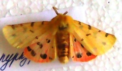 Diacrisia purpurata