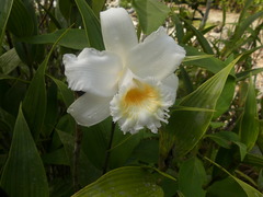 Sobralia