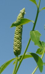 Sphenoclea zeylanica