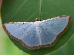Leuciris