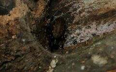 Nephilengys malabarensis