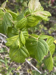 Toxicodendron radicans