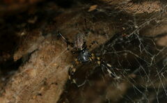 Nephilengys malabarensis