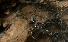 Nephilengys malabarensis