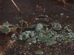 Ranunculus sceleratus