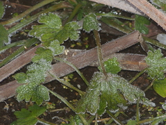 Ranunculus sceleratus