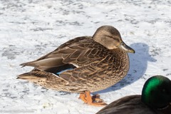 Anas rubripes × platyrhynchos