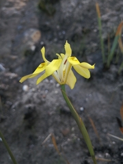 Moraea anomala