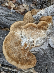 Coriolopsis gallica