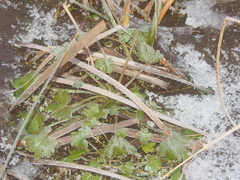Ranunculus sceleratus