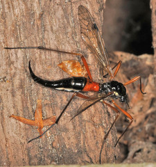 Tanyptera atrata