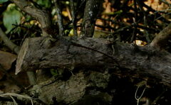 Agamidae