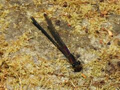 Hetaerina cruentata