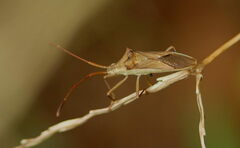 Coreidae
