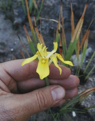 Moraea anomala