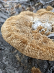 Coriolopsis gallica