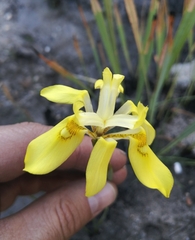 Moraea anomala