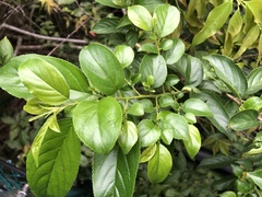 Rhamnus formosana
