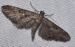 Eupithecia scopariata