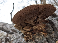 Coriolopsis gallica