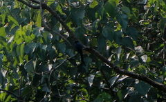 Dicrurus macrocercus