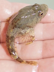 Myoxocephalus