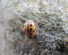 Tytthaspis sedecimpunctata