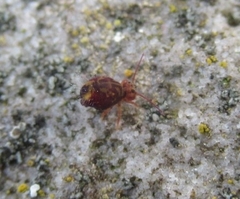 Dicyrtomina